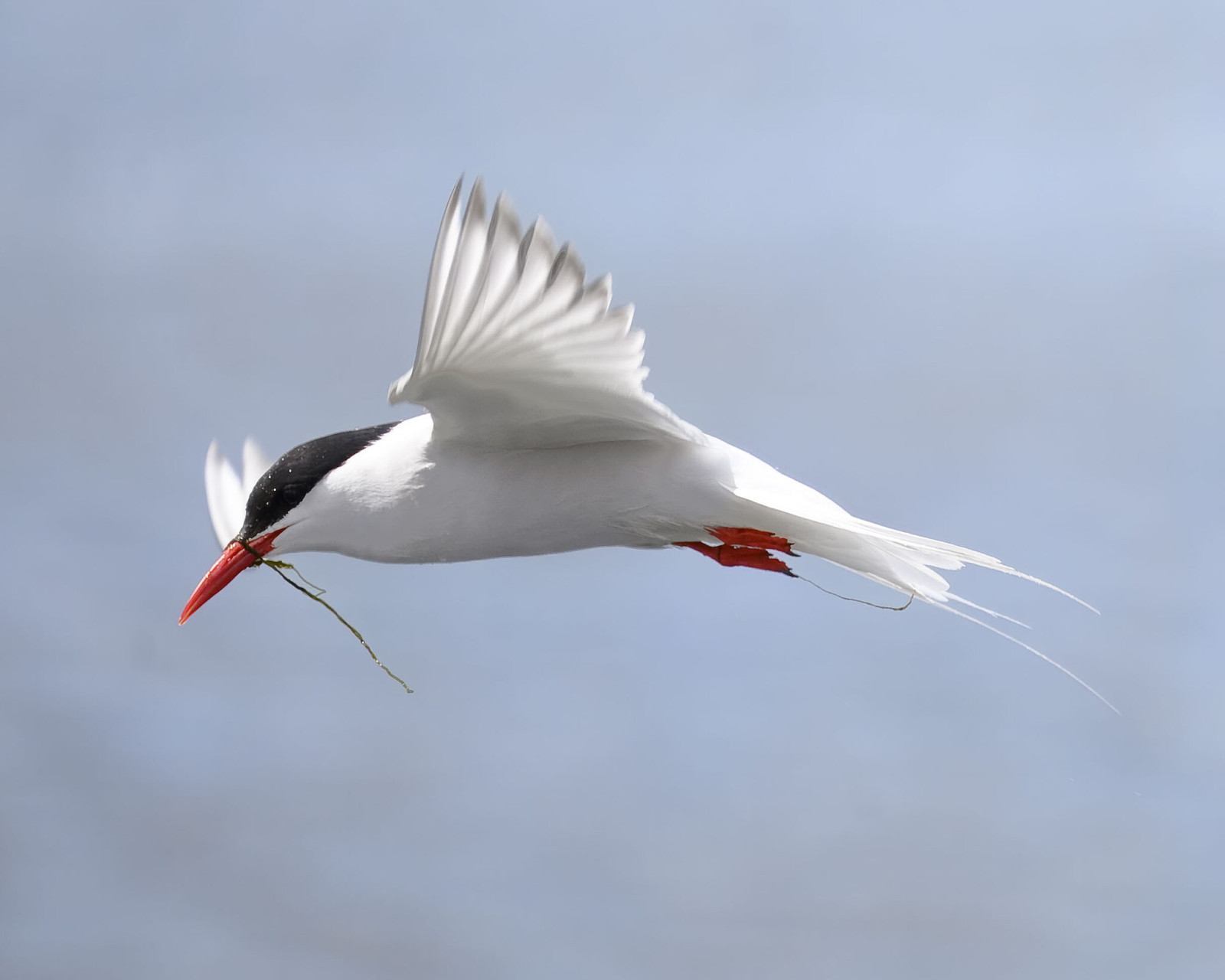 image South American Tern